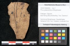 Foto (Objekt + Etikett) von Pinus palaeostrobus Ettingshausen (NHMW-GEO-2024-0188-8265)